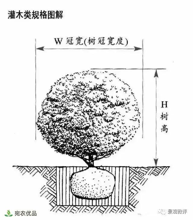 南陽(yáng)月季苗木行業(yè)專(zhuān)業(yè)術(shù)語(yǔ)大全，你知多少？?jī)?nèi)容太多(圖4)