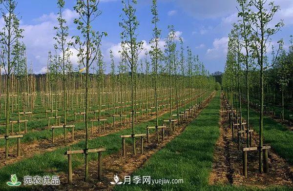 南陽(yáng)月季苗木行業(yè)專(zhuān)業(yè)術(shù)語(yǔ)大全，你知多少？?jī)?nèi)容太多(圖6)