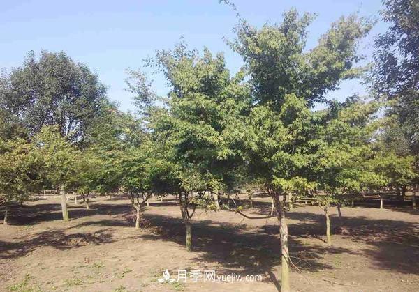 南陽(yáng)月季苗木行業(yè)專(zhuān)業(yè)術(shù)語(yǔ)大全，你知多少？?jī)?nèi)容太多(圖2)