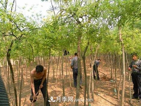 南陽(yáng)夏季苗木的養(yǎng)護(hù)知識(shí)(圖1)
