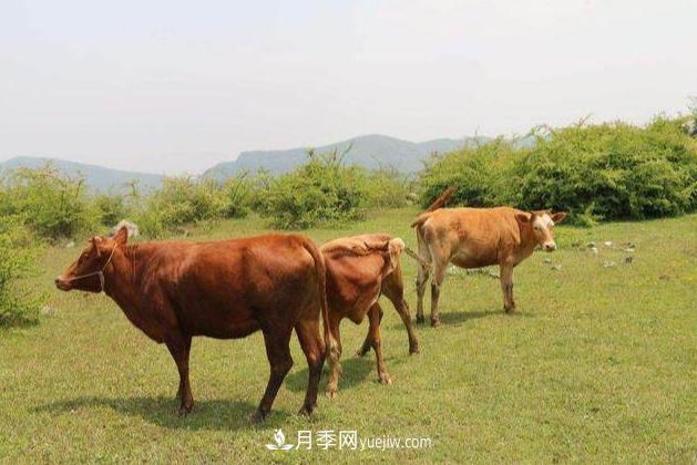 來南陽旅游有什么不得不帶走的十大名優(yōu)特產(chǎn)？(圖2)