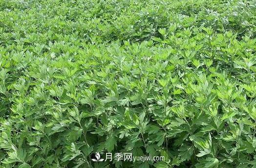 南陽的艾葉和艾草是同一種植物嗎？(圖1)