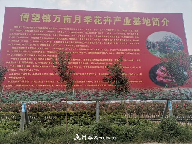 南陽市博望鎮(zhèn)萬畝月季花卉產(chǎn)業(yè)基地簡介(圖1)