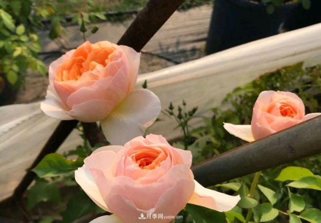 月季花長(zhǎng)粗壯芽先橫拉定期澆肥多淋雨，一年長(zhǎng)成花球(圖2)