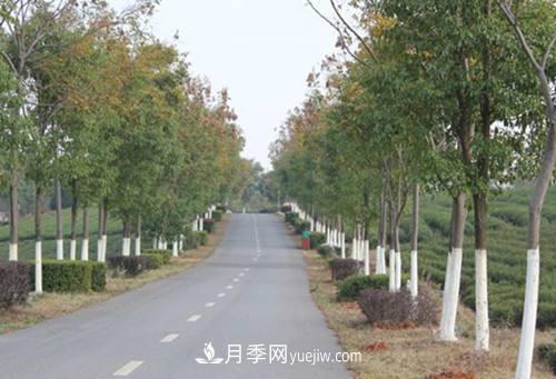 苗木樹木涂白的作用與涂白技術(圖1)