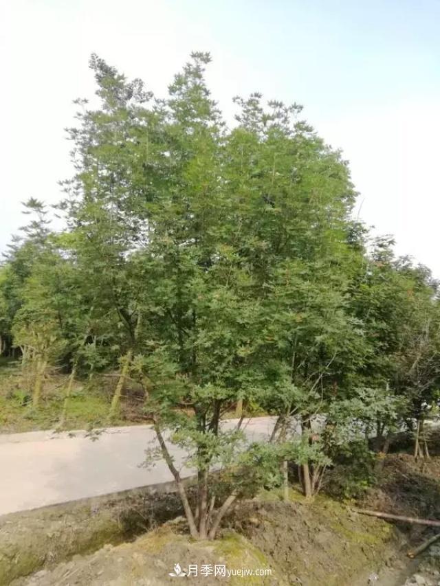2020下半年鄉(xiāng)土樹種漲價(jià)趨勢明顯，這8種苗木***吃香(圖2)