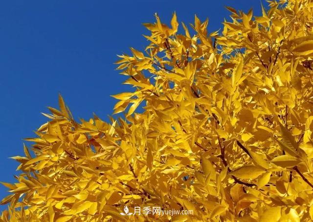 2020下半年鄉(xiāng)土樹種漲價(jià)趨勢明顯，這8種苗木***吃香(圖3)