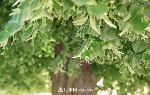 2020下半年鄉(xiāng)土樹種漲價(jià)趨勢明顯，這8種苗木***吃香(圖7)