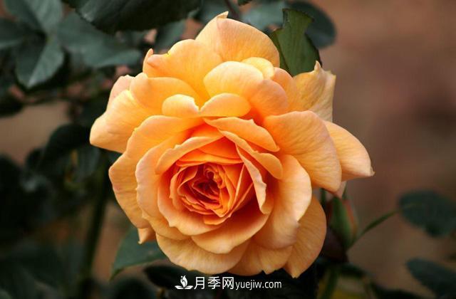 秋天養(yǎng)護月季不難，做好這三點還能開花(圖1)