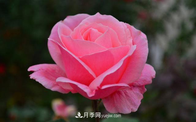 秋天養(yǎng)護月季不難，做好這三點還能開花(圖2)
