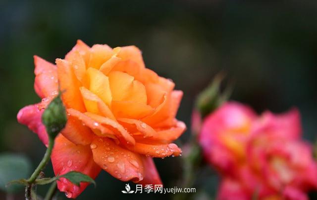 寒露過后如何扦插月季？輕松掌握養(yǎng)護(hù)技巧，養(yǎng)出苗壯月季花(圖1)
