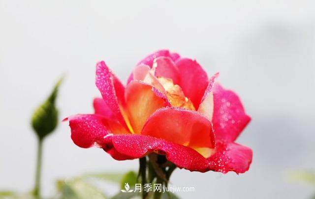 寒露過后如何扦插月季？輕松掌握養(yǎng)護(hù)技巧，養(yǎng)出苗壯月季花(圖2)