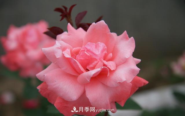 寒露過后如何扦插月季？輕松掌握養(yǎng)護(hù)技巧，養(yǎng)出苗壯月季花(圖3)