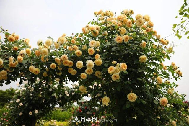 推薦3個藤本月季品種，一年就能長成月季花墻(圖1)