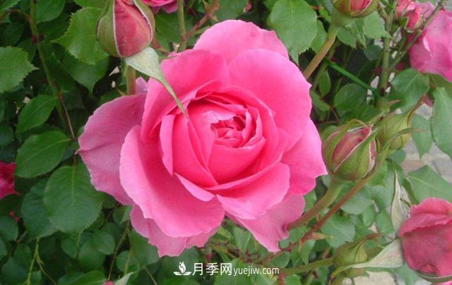 推薦3個藤本月季品種，一年就能長成月季花墻(圖2)