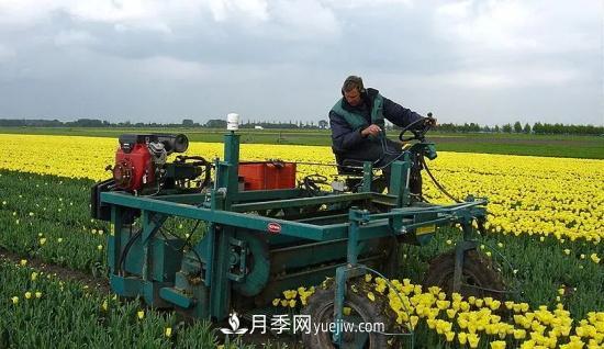 河南苗木人再不求變，終將被高昂的人工成本拖垮(圖2)