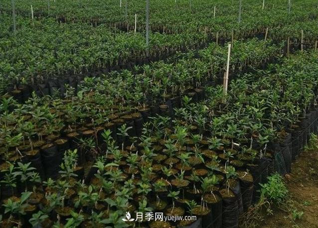 南陽(yáng)果樹苗大容器育苗技術(shù)(圖1)