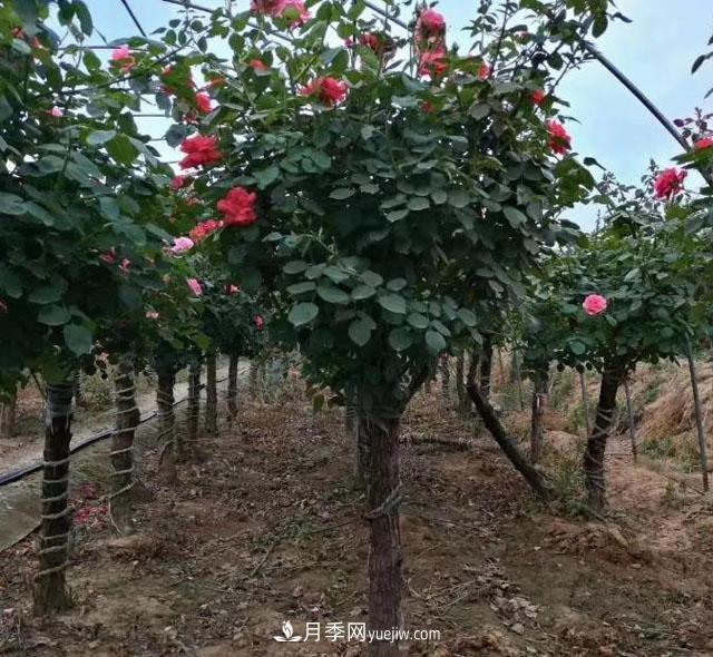 月季樹(shù)冬天怎么修剪？(圖1)