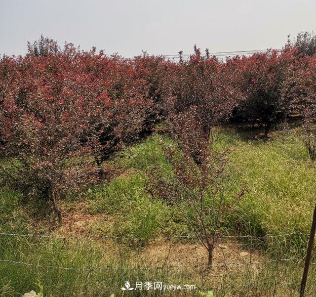 南陽紫葉李苗木基地，紫葉李都有哪些優(yōu)點(diǎn)和特點(diǎn)？(圖2)