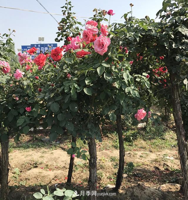 月季樹批發(fā)基地：化肥農(nóng)藥控量減害增效技能(圖1)