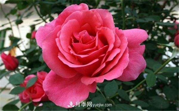 盆栽大花月季如何壯苗控高？(圖3)