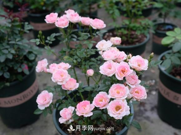 月季長勢差，注意這三個小細(xì)節(jié)，很快就爆盆(圖2)