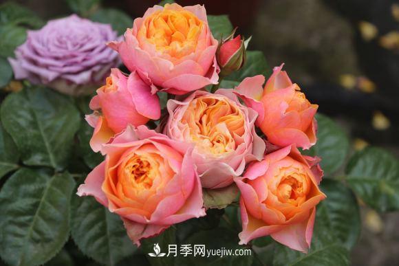 月季長勢差，注意這三個小細(xì)節(jié)，很快就爆盆(圖1)