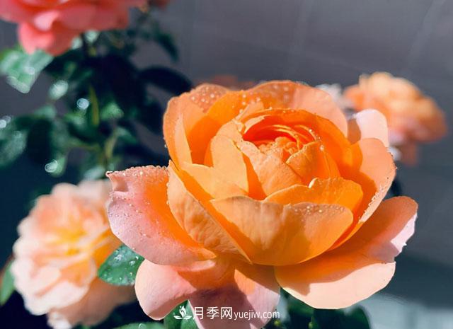 雙11必買的5款爆火月季，勤花好看耐開(圖1)