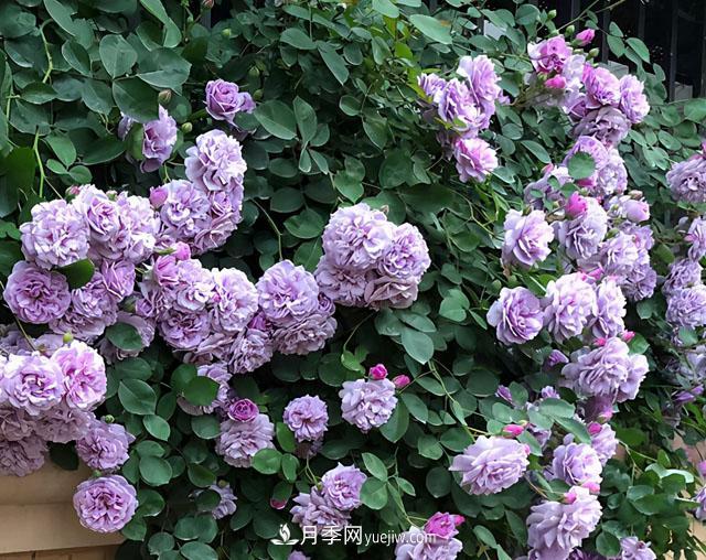 雙11必買的5款爆火月季，勤花好看耐開(圖2)