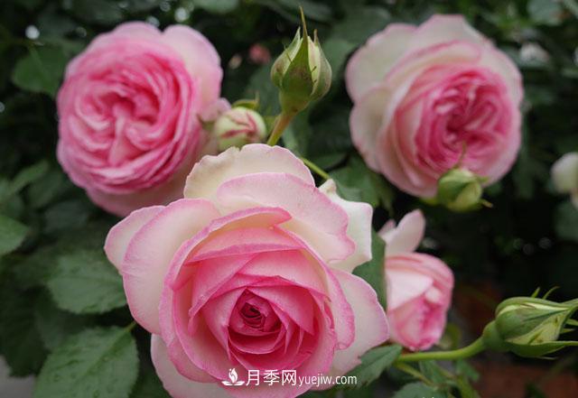 雙11必買的5款爆火月季，勤花好看耐開(圖3)