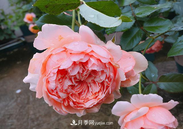 雙11必買的5款爆火月季，勤花好看耐開(圖4)