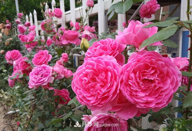 雙11必買的5款爆火月季，勤花好看耐開(圖5)