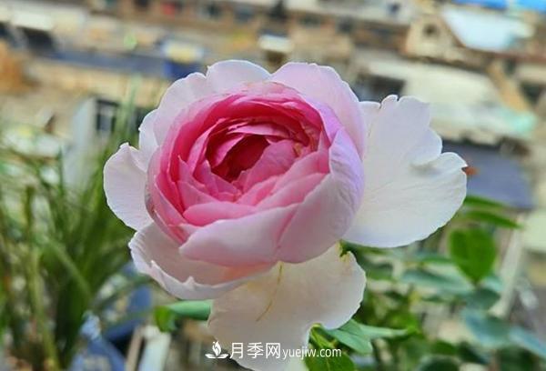 被稱作“***美***香”的月季花，花型超大，你知道是哪個品種嗎(圖1)