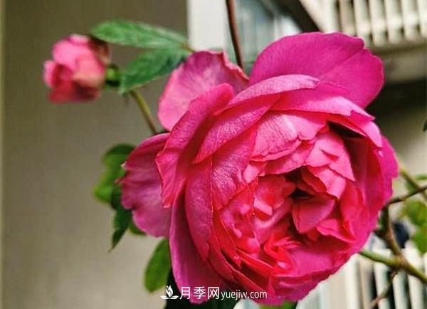 被稱作“***美***香”的月季花，花型超大，你知道是哪個品種嗎(圖2)
