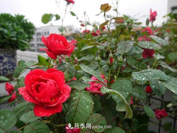 月季，十月那一團紅色的夢(圖1)