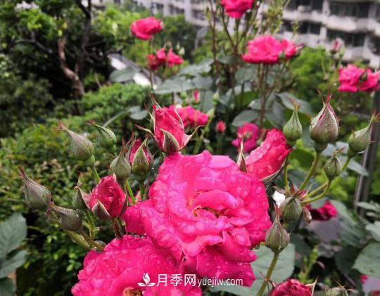 月季，十月那一團紅色的夢(圖2)