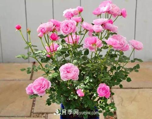 推薦新手5種微型月季，好養(yǎng)又好看，陽臺盆栽佳品(圖1)