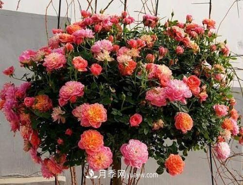 推薦新手5種微型月季，好養(yǎng)又好看，陽臺盆栽佳品(圖2)