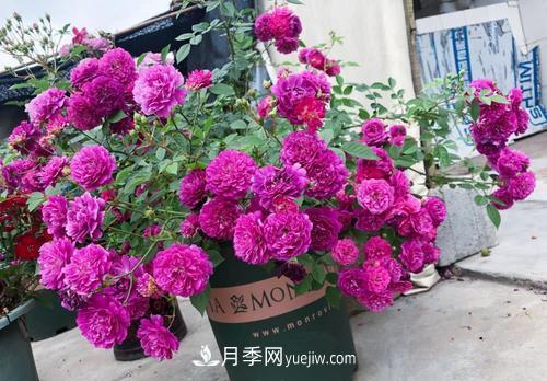 推薦新手5種微型月季，好養(yǎng)又好看，陽臺盆栽佳品(圖3)