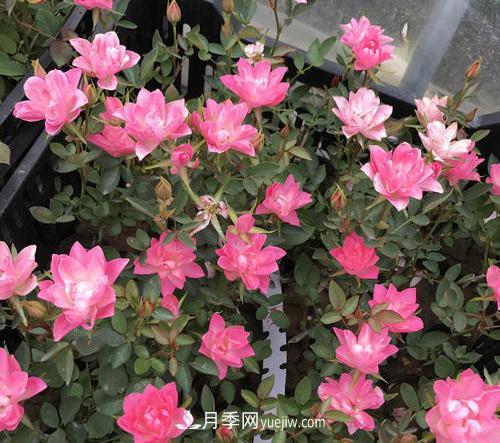推薦新手5種微型月季，好養(yǎng)又好看，陽臺盆栽佳品(圖4)