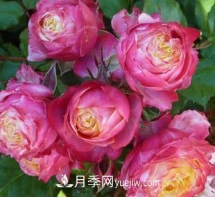 推薦新手5種微型月季，好養(yǎng)又好看，陽臺盆栽佳品(圖5)
