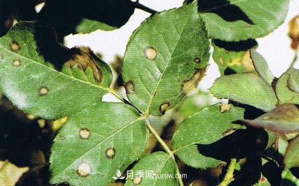 月季炭疽病癥狀、發(fā)病特點及防治方法(圖1)