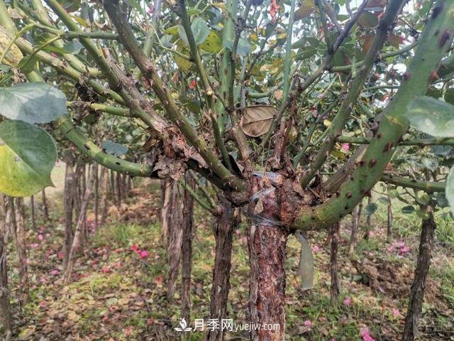 10公分的樹狀月季批發(fā)價(jià)格多少錢一棵？全解答(圖3)