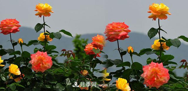 南陽月季香飄九洲，南陽市臥龍區(qū)月季產(chǎn)業(yè)發(fā)展綜述(圖3)