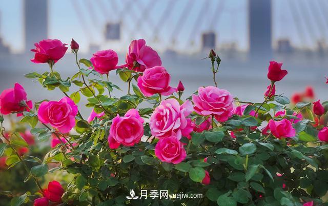 南陽月季香飄九洲，南陽市臥龍區(qū)月季產(chǎn)業(yè)發(fā)展綜述(圖2)