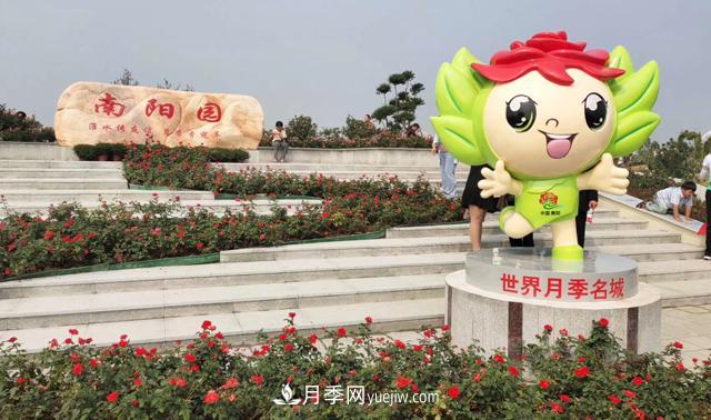 南陽月季香飄九洲，南陽市臥龍區(qū)月季產(chǎn)業(yè)發(fā)展綜述(圖1)