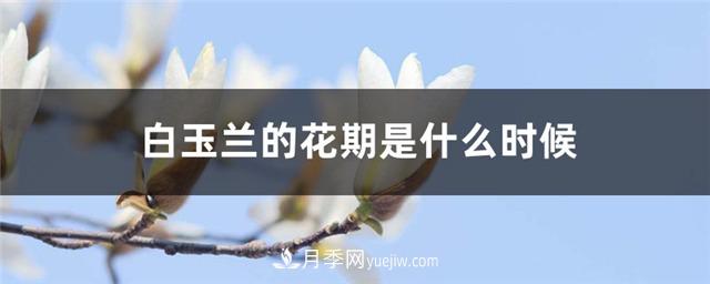 南陽玉蘭基地，白玉蘭的花期是什么時(shí)候(圖1)