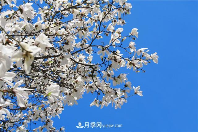 南陽玉蘭基地，白玉蘭的花期是什么時(shí)候(圖3)