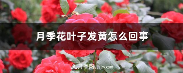月季花葉子發(fā)黃怎么回事？4個原因(圖1)
