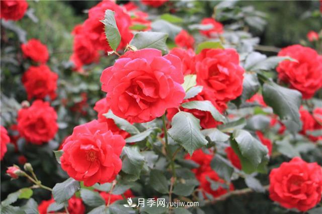 月季花葉子發(fā)黃怎么回事？4個原因(圖2)